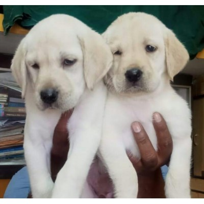 ORIGINAL BREED | LABRADOR Puppy Price in Udaipur