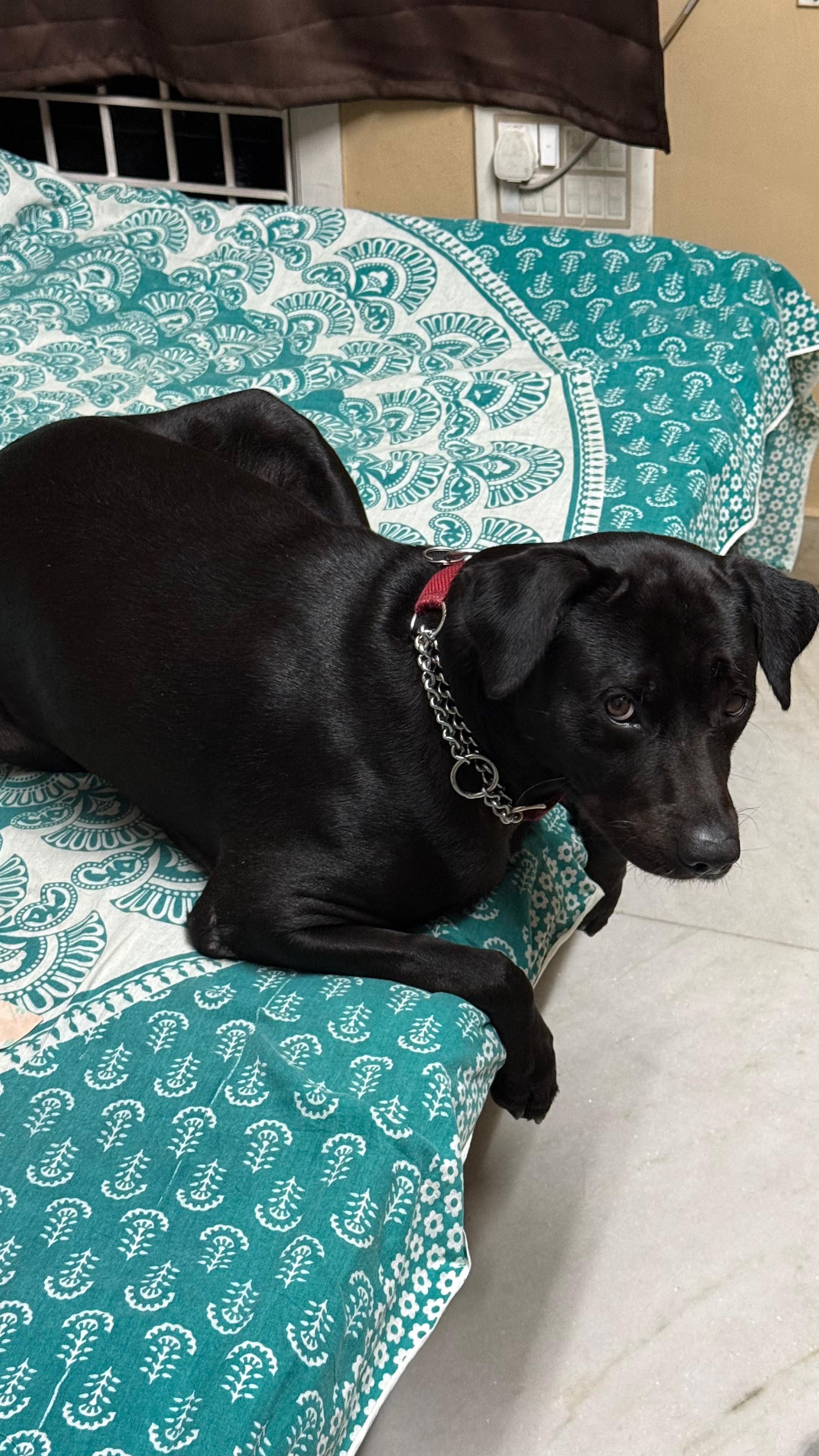 Energetic playful and generally good with peopleHe enjoys meeting new people and sometimes expresses his excitement by jumping on them which is common with LabradorsHowever he is selective with other dogs and may not always get along with them easily