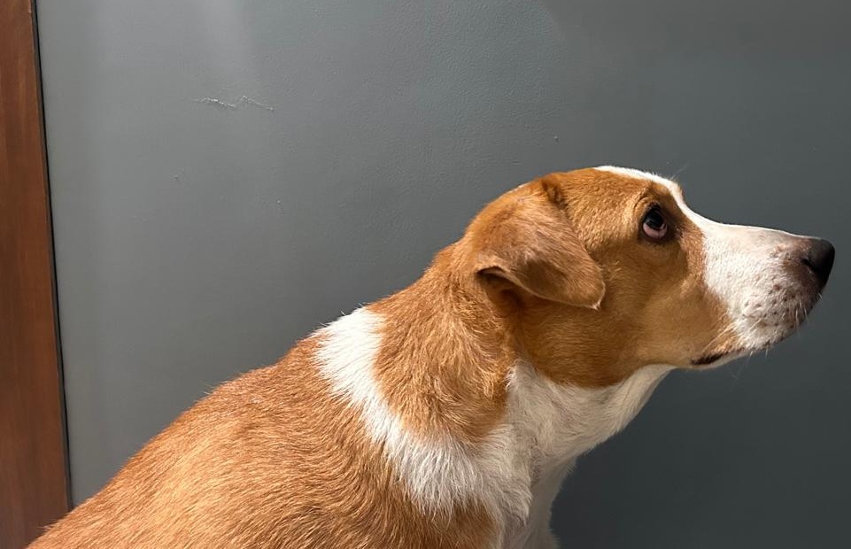 He is food aggressive and very protective of his food Plays good but doesnt like people to touch him a lot Dislikes bath but we put a mask and give him a bath